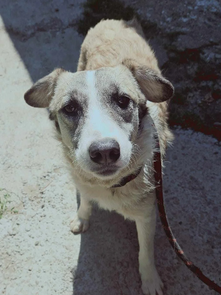 Adoption Lupa