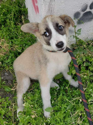 Adoption Lupa
