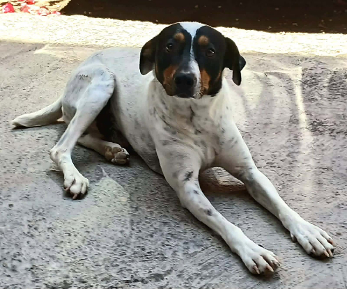 Adopter Luzio