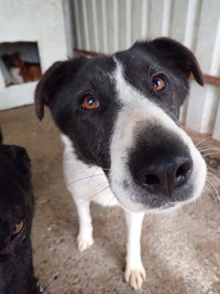 Adopter Lyly