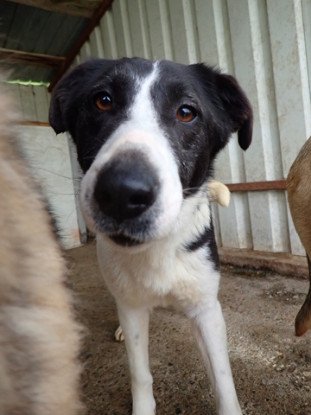 Adopter Lyly