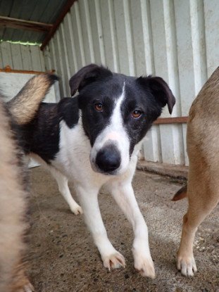 Adoption Lyly