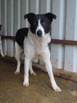 Adoption Lyly