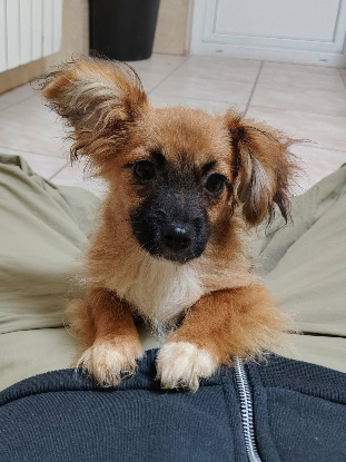 Adopter Lyra
