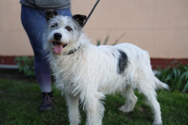 Adopter Madox