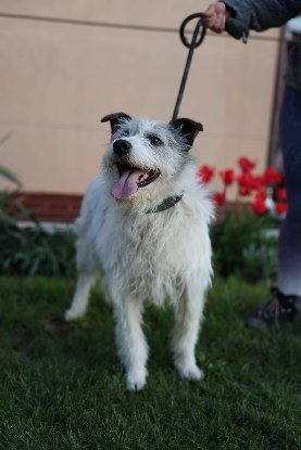 Adopter Madox