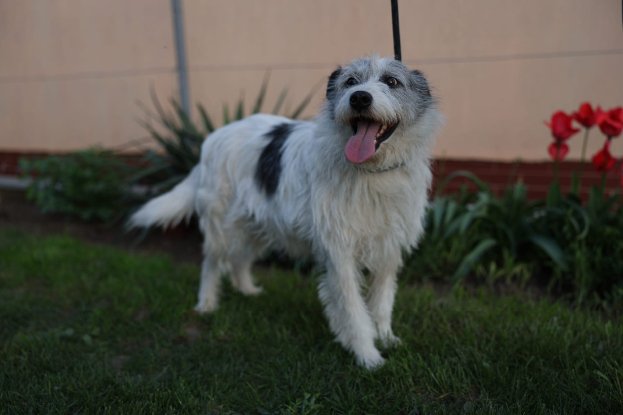 Adoption Madox