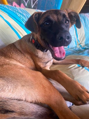 Adopter Malie
