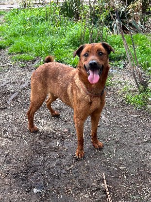 Adopter Malou