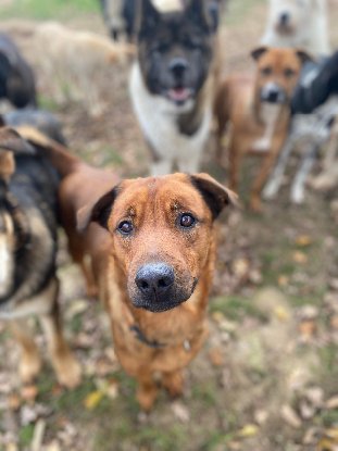 Adoption Malou