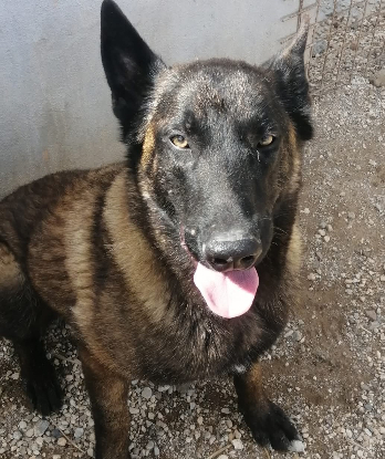 Adopter Mandi