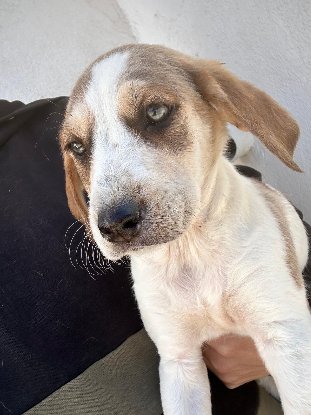 Adoption Mansha