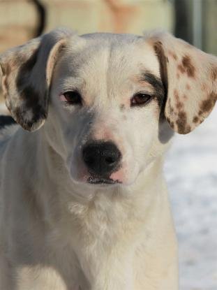 Adopter Mappy