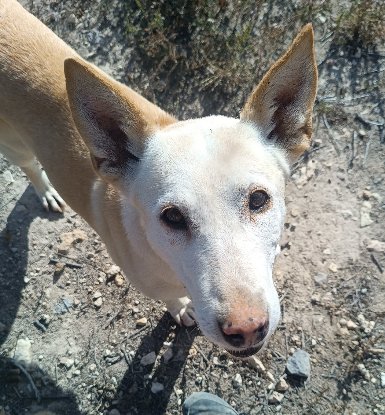 Adopter Marisol