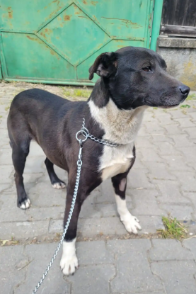 Adopter Marla
