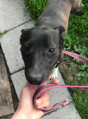 Adopter Marla