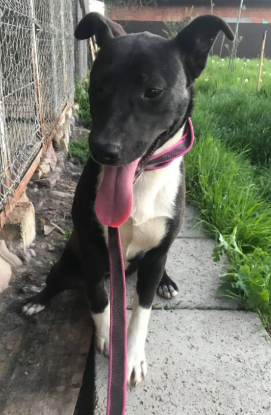 Adoption Marla