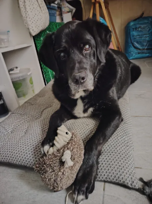 Adopter Marlay