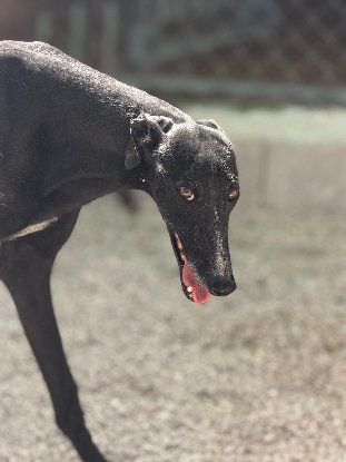 Adopter Marquesa