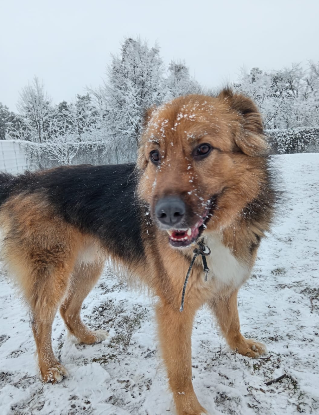 Adopter Marty