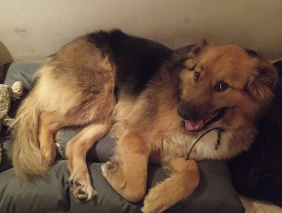 Adoption Marty