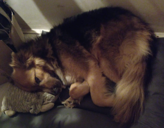 Adoption Marty