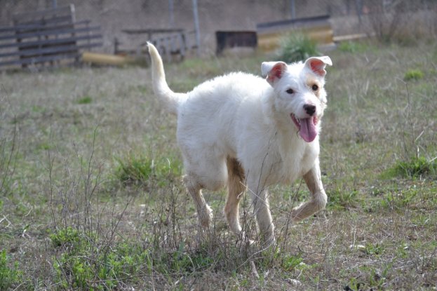 Adopter Masha