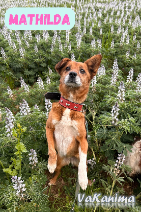 Adopter Mathilda