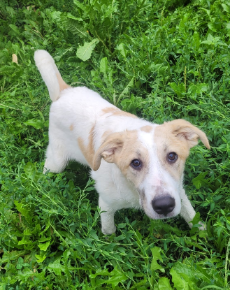 Adopter Matias