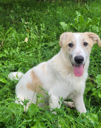Adopter Matias