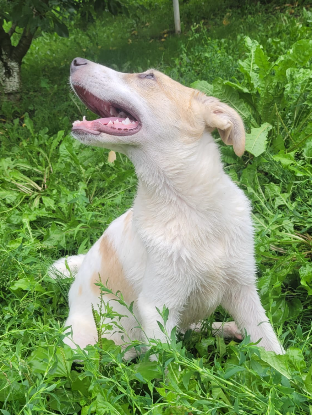 Adoption Matias