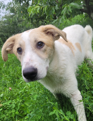 Adoption Matias