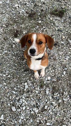 Adopter Max