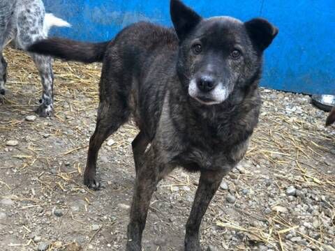 Adopter Maxx