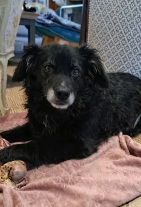 Adoption Maya