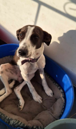 Adopter Mégan