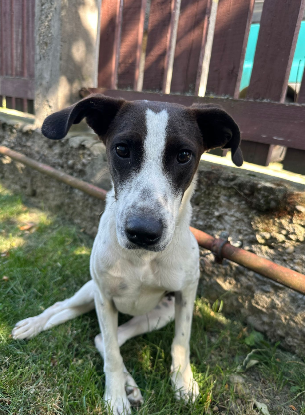 Adopter Mégan