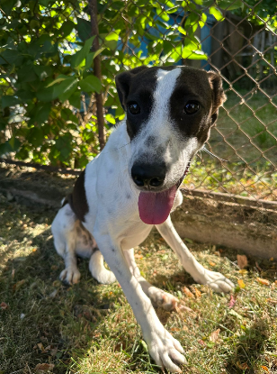 Adoption Mégan