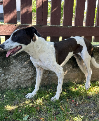 Adoption Mégan