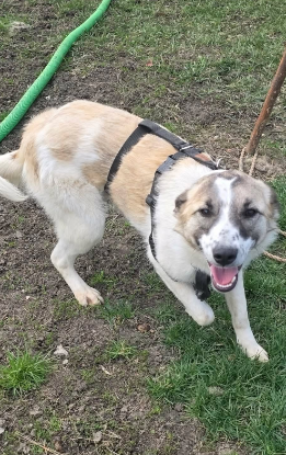 Adopter Mel