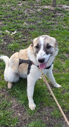 Adopter Mel