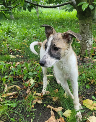 Adoption Mel
