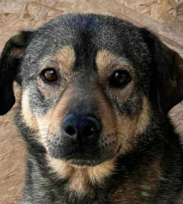 Adopter Melchior