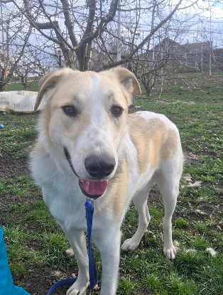 Adopter Melvin