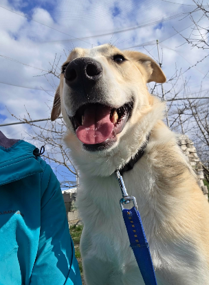 Adopter Melvin