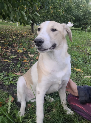 Adoption Melvin