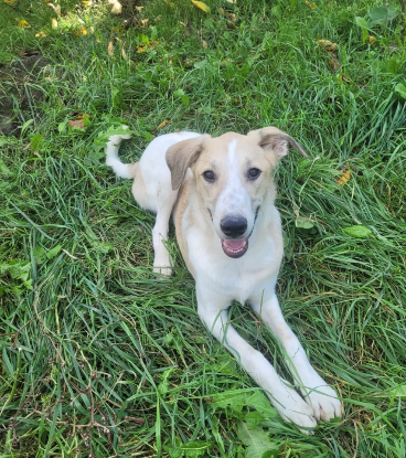 Adoption Melvin