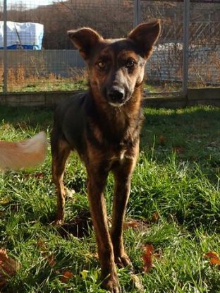 Adopter Michoco