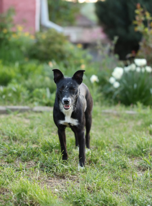 Adopter Middy