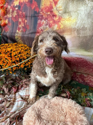 Adopter Mignon